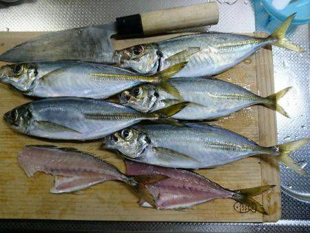 敦賀アジングゲーム