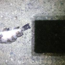 久しぶりにロック。