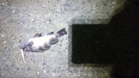 久しぶりにロック。