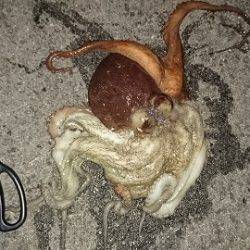 ヒイカエギング