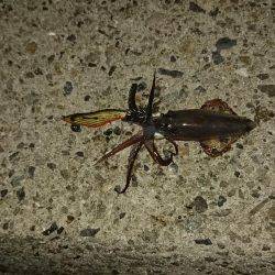 ヒイカエギング