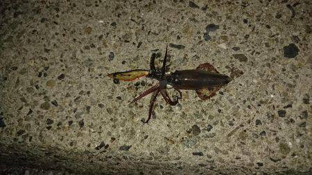 ヒイカエギング