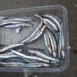 タチウオエサ釣り