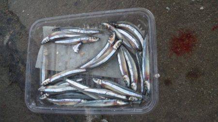 タチウオエサ釣り