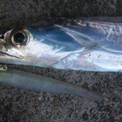 タチウオ釣り