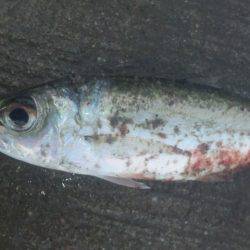 久しぶりに釣りに