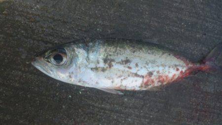 久しぶりに釣りに