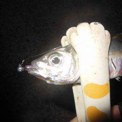 翌晩のプラクティスに試し釣り♪