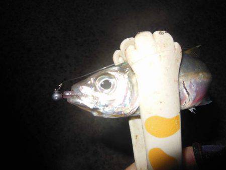 翌晩のプラクティスに試し釣り♪