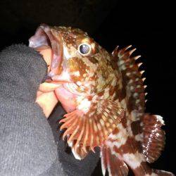 ロックフィッシュ調査