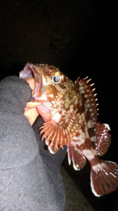 ロックフィッシュ調査