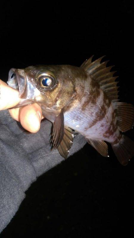 ロックフィッシュ調査