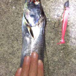 久しぶりの一本