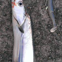 跳ねるサゴシ、そして…