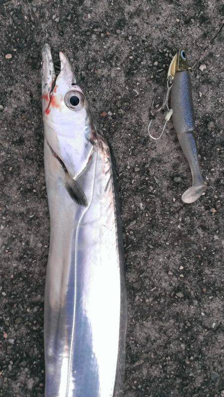 跳ねるサゴシ、そして…