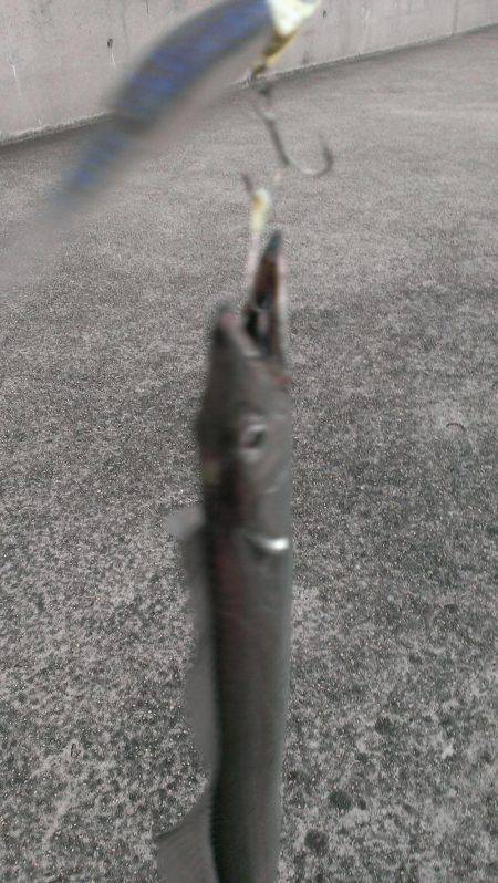 今季一番の釣果