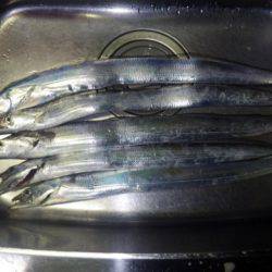 久しぶりのタチウオ