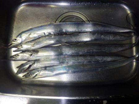 久しぶりのタチウオ