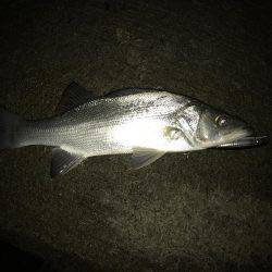 連夜のセイゴ遊び