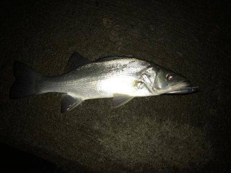 連夜のセイゴ遊び