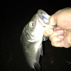 今夜もセイゴ！