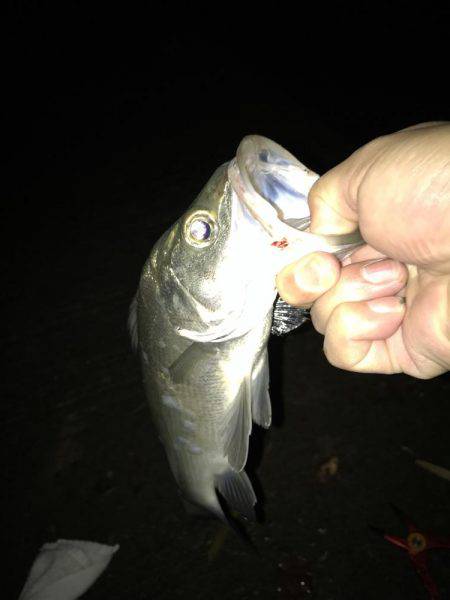 今夜もセイゴ！