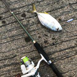 今日はメッキ調査