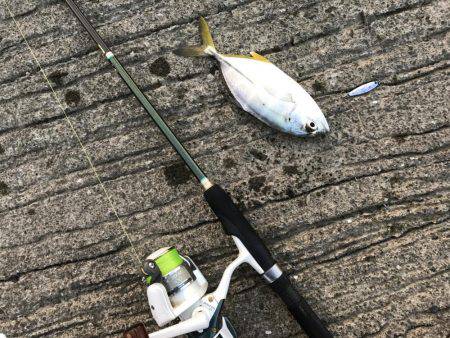 今日はメッキ調査