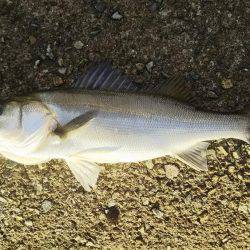 荒れ模様後のシーバス