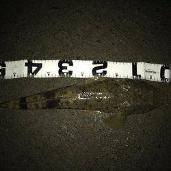 今夜はマゴチ鍋！