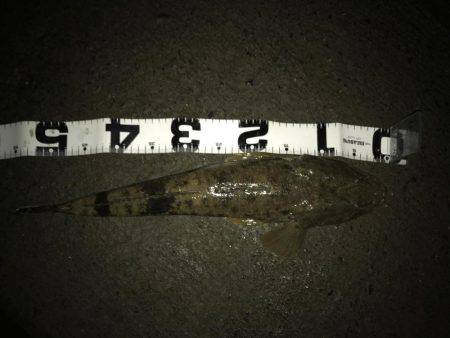 今夜はマゴチ鍋！