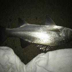 今夜もセイゴ！