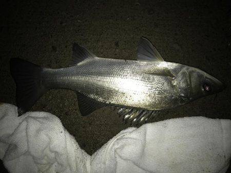 今夜もセイゴ！