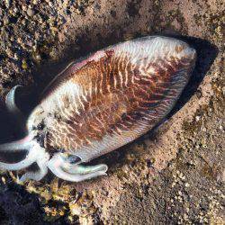 毎回コウイカ笑笑