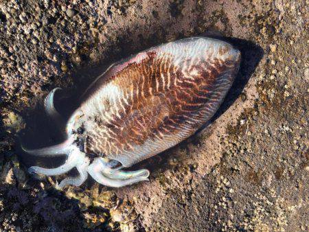 毎回コウイカ笑笑