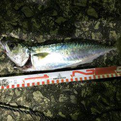 マイクロジグでの五目釣り。