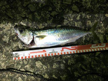 マイクロジグでの五目釣り。