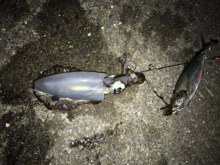 二度目の南紀、