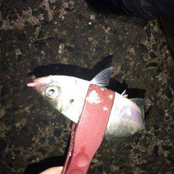 久しぶりにライト