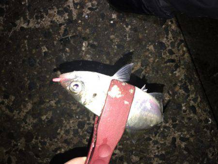 久しぶりにライト