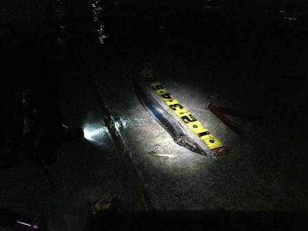 タチウオ終盤戦か?