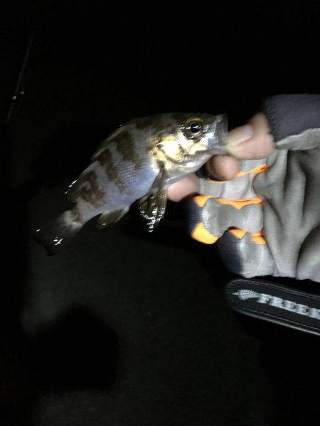 ムコイチのち芦屋浜