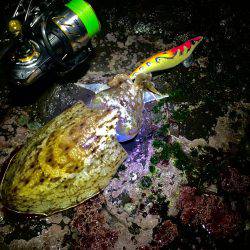 強行！短時間ぼっちエギング