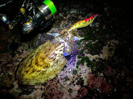 強行！短時間ぼっちエギング