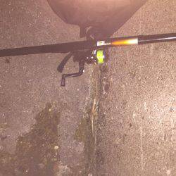 ガシラ狙いのはずが・・・