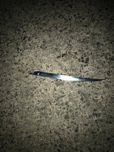 朝まづめの太刀魚ラッシュ