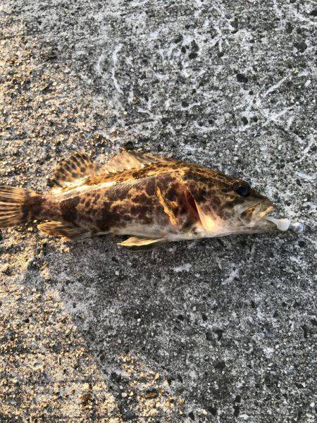 ロックフィッシュ