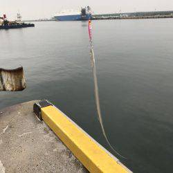 メタルジクで根魚狙い