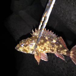 ご近所アジング