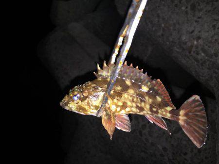 ご近所アジング